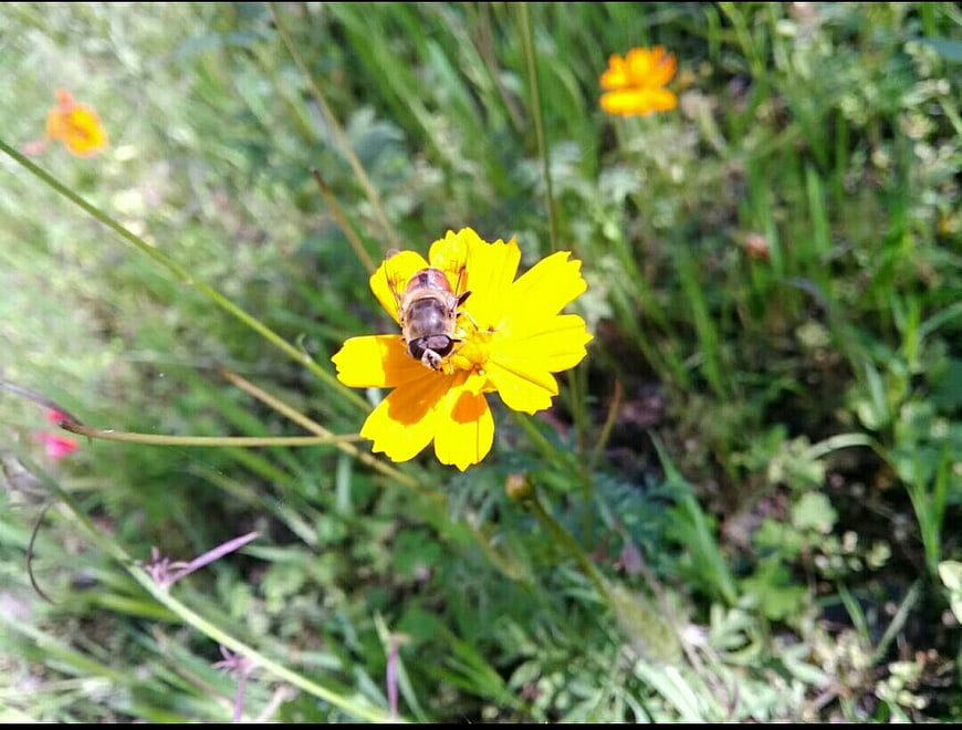 Hoverfly on yellow cosmos flower in green meadow