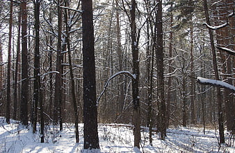 Snowy Pine Forest Landscape in Winter Sunlight