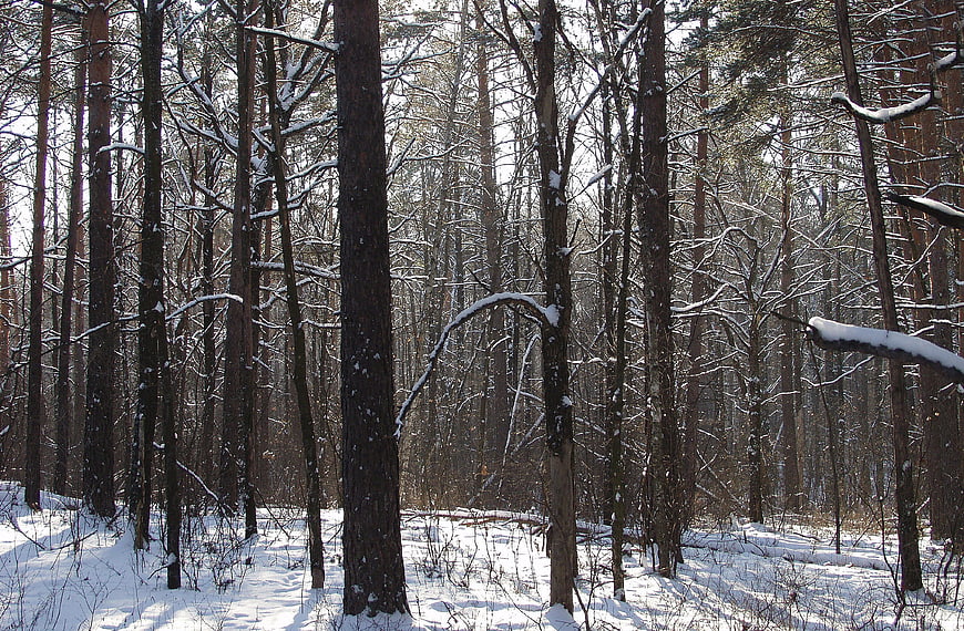Snowy Pine Forest Landscape in Winter Sunlight