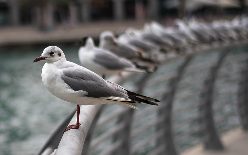Seagull perched on railing with blurred flock background