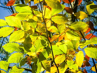 Sunlit yellow and green beech leaves against blue sky