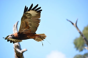 Red Kite soaring in flight against blue sky