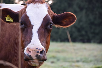 Close-up portrait of a brown and white cow with ear tag
