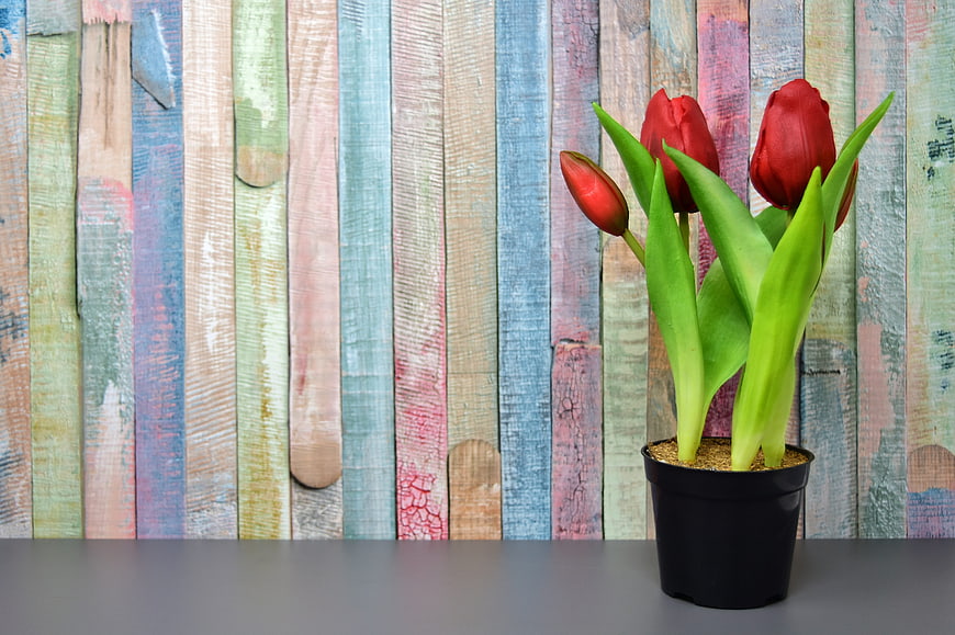 Red Tulips in Black Pot Against Colorful Wooden Background