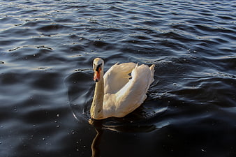 White Swan Swimming in Dark Blue Water