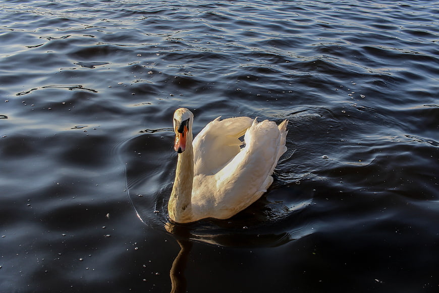 White Swan Swimming in Dark Blue Water