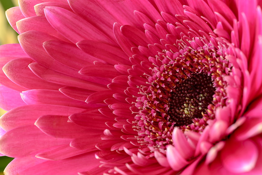 Close-up of vibrant pink gerbera daisy flower petals