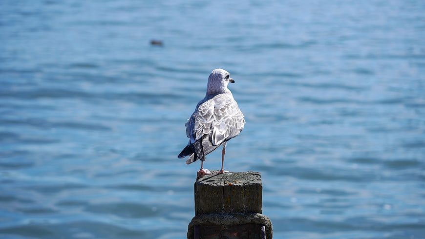 Seagull Perched on Wooden Post Against Blue Ocean