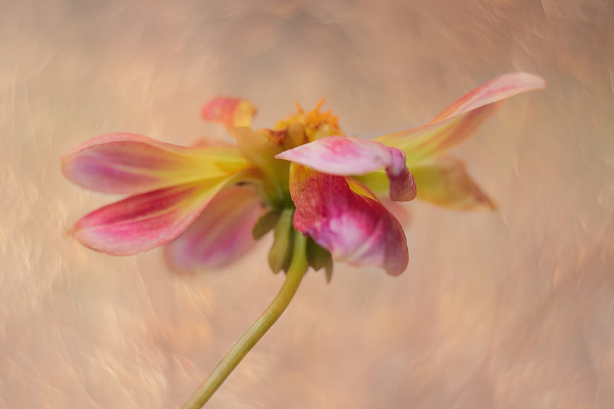 Abstract Pink and Yellow Dahlia Flower with Motion Blur