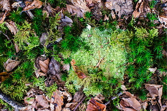 Vibrant green moss and brown leaves on forest floor