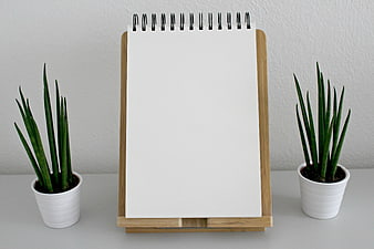 Blank Notepad on Wooden Stand with Snake Plants