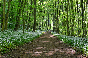 Spring Forest Path Lined With White Wild Garlic Blossoms