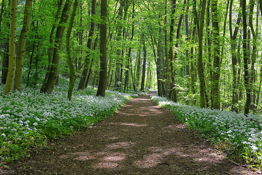 Spring Forest Path Lined With White Wild Garlic Blossoms