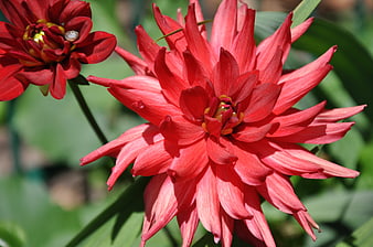 Vibrant Red Dahlia Flower Close-Up in Garden
