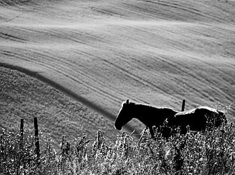 Silhouette of a horse in a black and white rural landscape