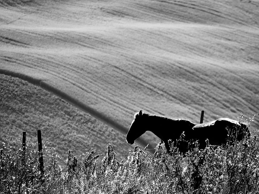 Silhouette of a horse in a black and white rural landscape