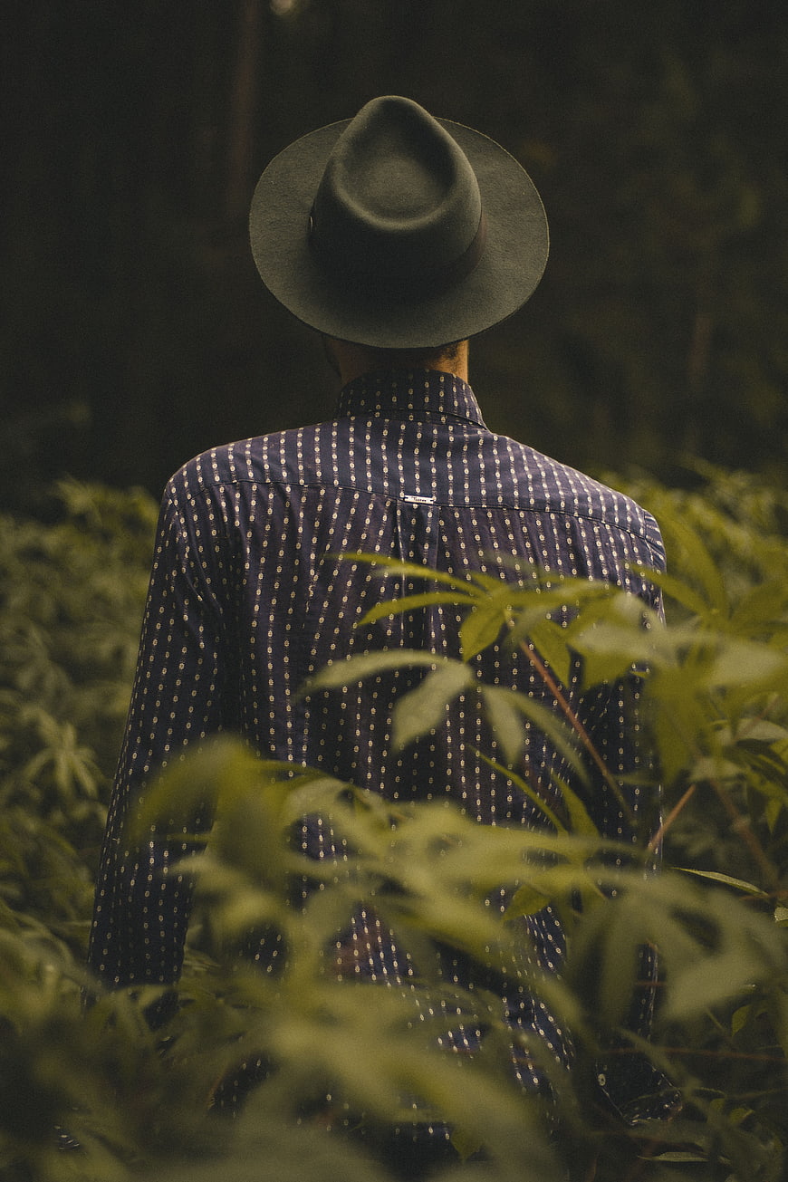 Man in Fedora Hat Standing in Cannabis Field
