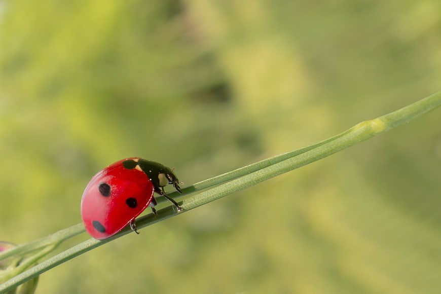Red Ladybug on Green Grass Stem Macro