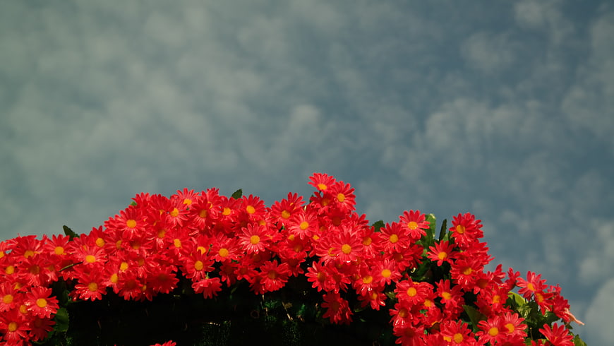 Vibrant Red Chrysanthemums Against Cloudy Blue Sky