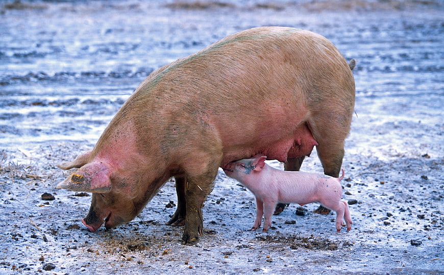 Sow nursing piglet in snowy winter farm