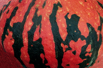 Close-up of red squash with black stripes