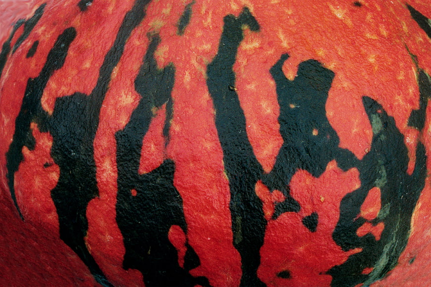 Close-up of red squash with black stripes