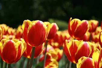Vibrant Red and Yellow Tulips in Spring Garden