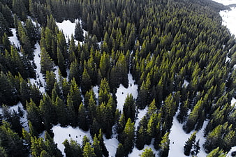 Aerial View of Snowy Pine Forest in Winter