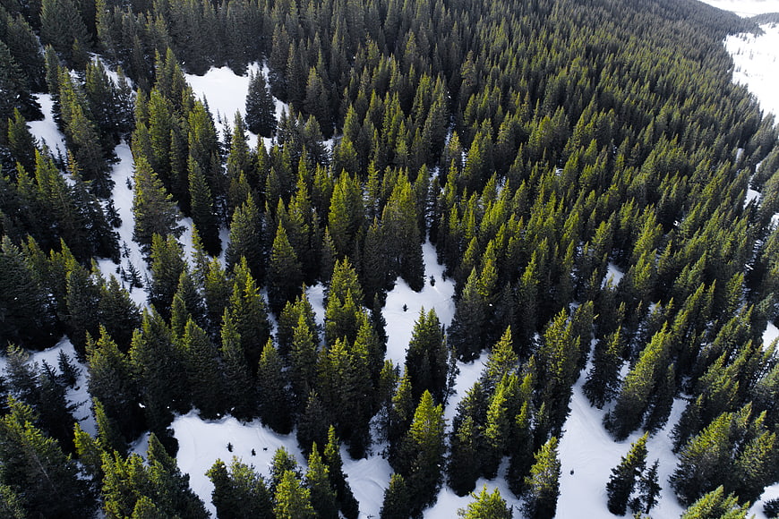 Aerial View of Snowy Pine Forest in Winter