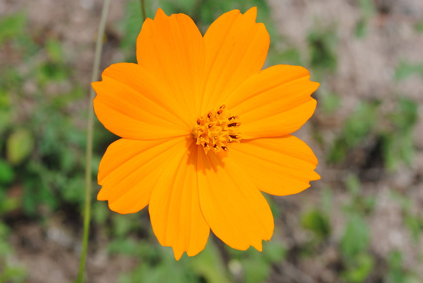 Vibrant Orange Cosmos Flower Close-Up