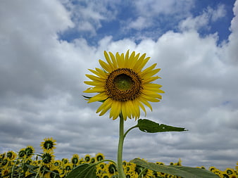 Vibrant Sunflower Against Cloudy Blue Sky