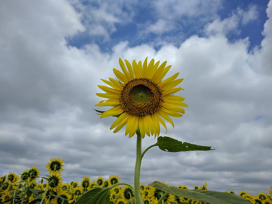 Vibrant Sunflower Against Cloudy Blue Sky
