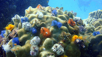 Colorful Christmas Tree Worms on Coral Reef Underwater