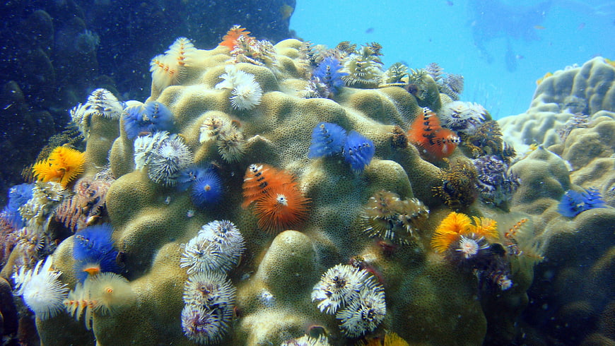 Colorful Christmas Tree Worms on Coral Reef Underwater