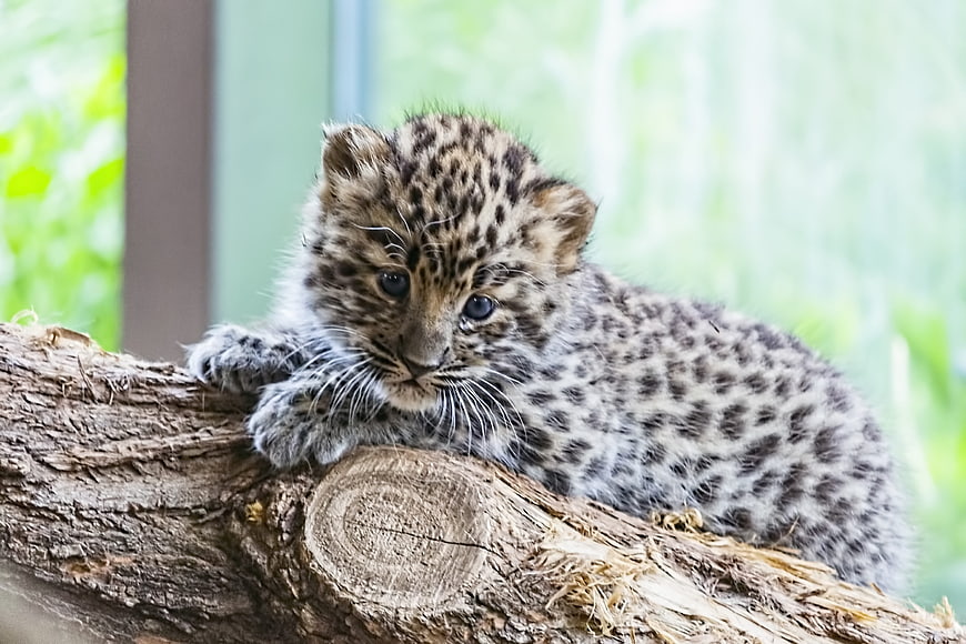 Cute Amur Leopard Cub Resting On Tree Branch