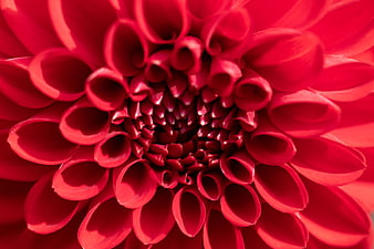 Close-up of vibrant red dahlia flower petals