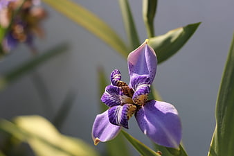 Close-up of a purple iris flower with detailed petals