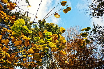 Low angle view of yellow autumn leaves against blue sky