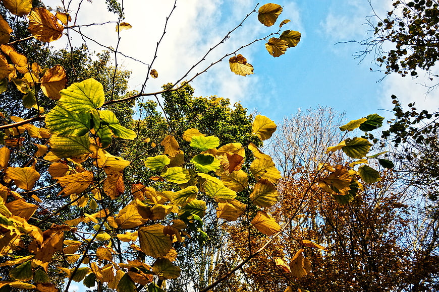 Low angle view of yellow autumn leaves against blue sky