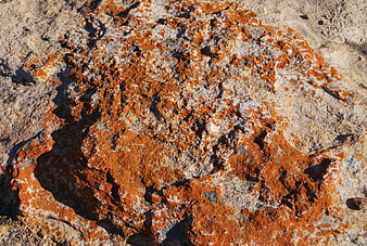 Close-up texture of orange lichen on rough granite rock surface