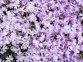 Dense Bed of Purple Phlox Flowers Top View