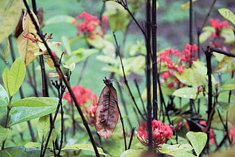 Red Ixora Flowers and Green Leaves in Rainy Garden