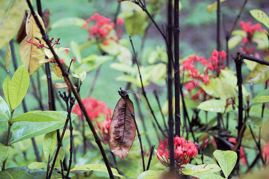 Red Ixora Flowers and Green Leaves in Rainy Garden