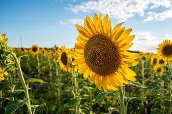Vibrant Sunflower Field Under Blue Sky