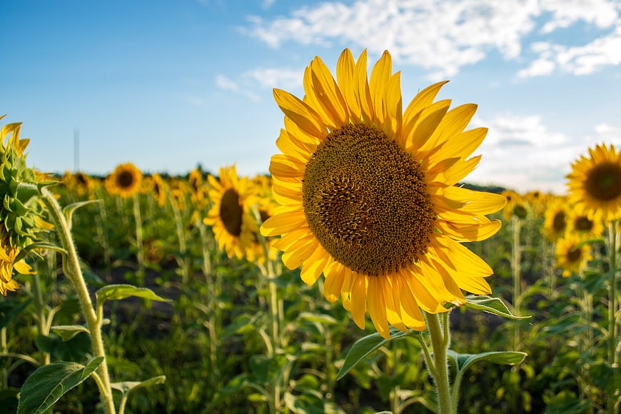 Vibrant Sunflower Field Under Blue Sky
