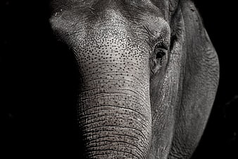 Close-up black and white portrait of an elephant's textured trunk and eye