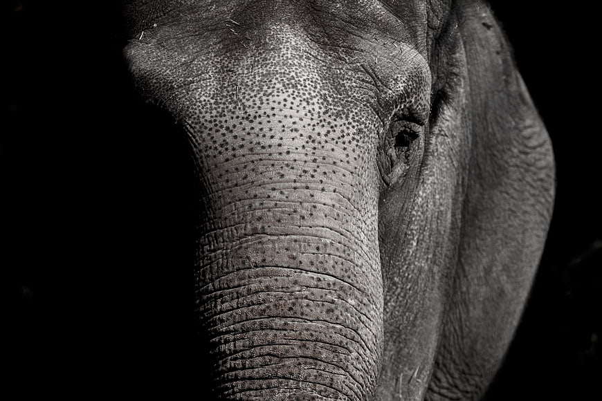 Close-up black and white portrait of an elephant's textured trunk and eye
