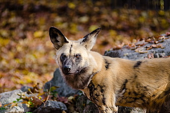 African Wild Dog Portrait in Autumn Forest