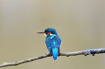 Common Kingfisher Perched on Branch with Blue Feathers