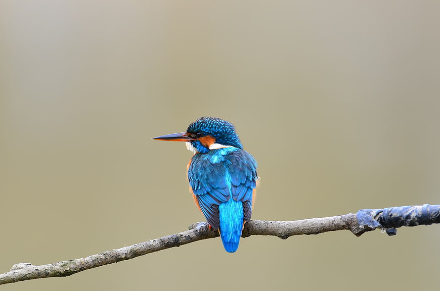 Common Kingfisher Perched on Branch with Blue Feathers